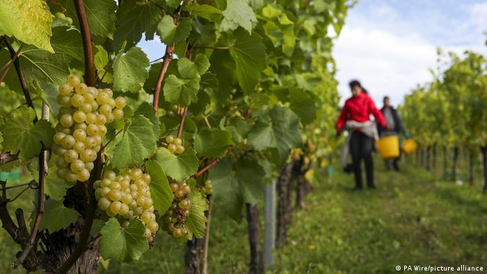 Η κλιματική αλλαγή ευνοεί το βρετανικό κρασί