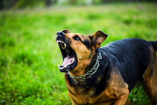 Πάτρα – Αδέσποτο σκυλί επιτέθηκε σε φοιτήτρια στο Πανεπιστήμιο – Με μηνύσεις απειλεί ο πρύτανης