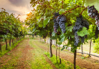 Κλιματική αλλαγή – Κανείς δεν γελάει πλέον με το κρασί Βρετανίας