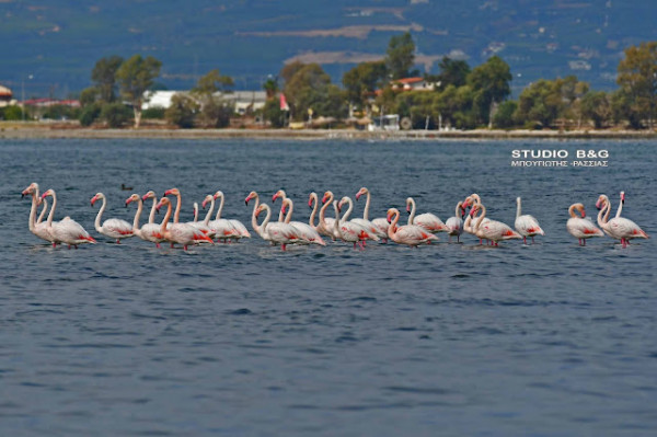 Ναύπλιο – Ήρθαν ξανά τα εντυπωσιακά ροζ φλαμίνγκο – Εντυπωσιακές εικόνες στον υδροβιότοπο