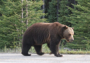 Κοζάνη – Επίθεση αρκούδας σε κυνηγό – Τον δάγκωσε στο πόδι