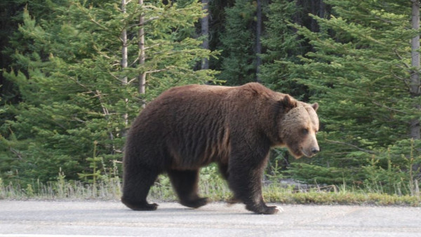 Κοζάνη – Επίθεση αρκούδας σε κυνηγό – Τον δάγκωσε στο πόδι