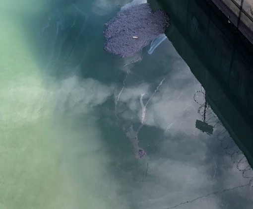 Καλιφόρνια – Τεράστια οικολογική καταστροφή από πετρελαιοκηλίδα – Η όμορφη παραλία έχει μετατραπεί σε νεκροταφείο ψαριών