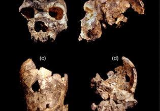 Παλαιοανθρωπολογία – Ανακαλύφθηκε νέος πρόγονος του ανθρώπου – Ποιος ήταν ο Homo bodoensis