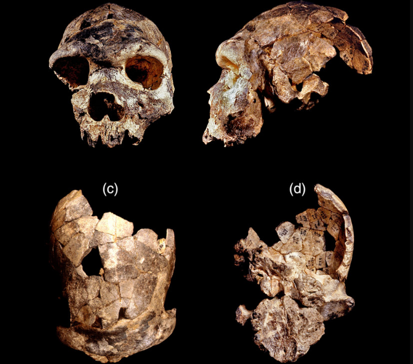 Παλαιοανθρωπολογία - Ανακαλύφθηκε νέος πρόγονος του ανθρώπου - Ποιος ήταν ο Homo bodoensis