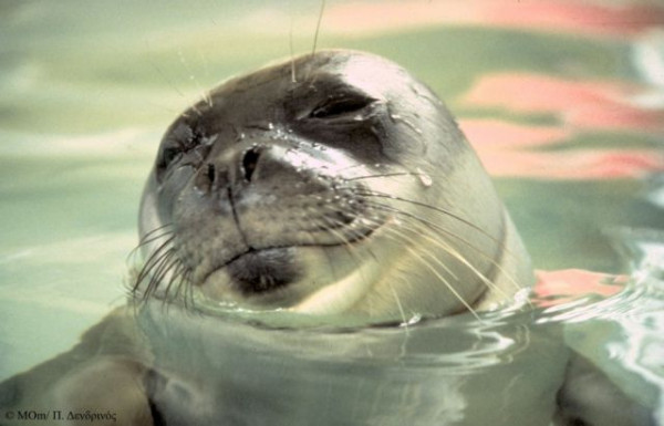 Παγκόσμια Ημέρα των Ζώων – Τα πέντε είδη που ζουν στην Ελλάδα και απειλούνται με εξαφάνιση