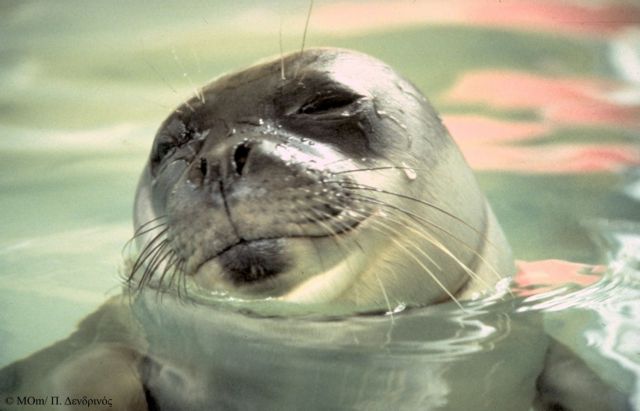 Παγκόσμια Ημέρα των Ζώων – Τα πέντε είδη που ζουν στην Ελλάδα και απειλούνται με εξαφάνιση