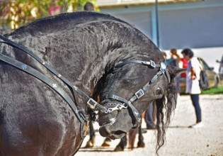 Φυλάκιση 3,5 ετών στον κατηγορούμενο για την κακοποίηση αλόγων στον Ασπρόπυργο