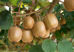 Ακτινίδια – Τι ισχύει για την συγκομιδή, τυποποίηση και διακίνηση