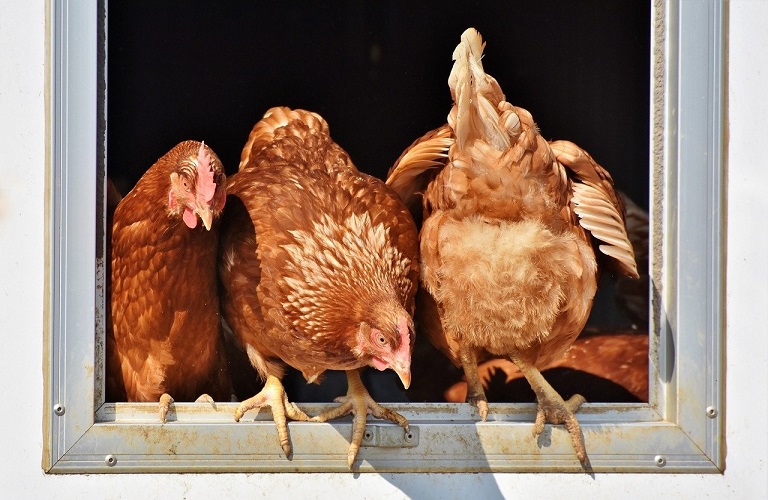 Πτηνοτροφία – Σοβαρό το πλήγμα από το ενεργειακό κόστος