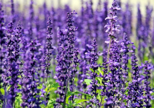 Έρευνα αξιοποίησης αιθέριου ελαίου και ανθόνερου λεβάντας και ρίγανης