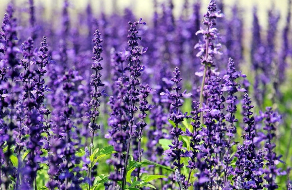 Research on the utilization of lavender and oregano essential oil and flower water