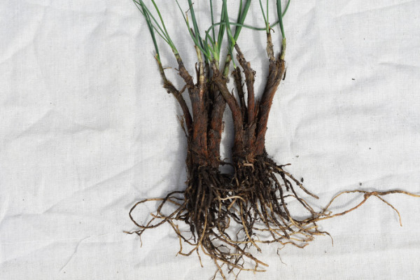 Νέο είδος κρεμμυδιού ανακαλύφθηκε στα Ιμαλάια