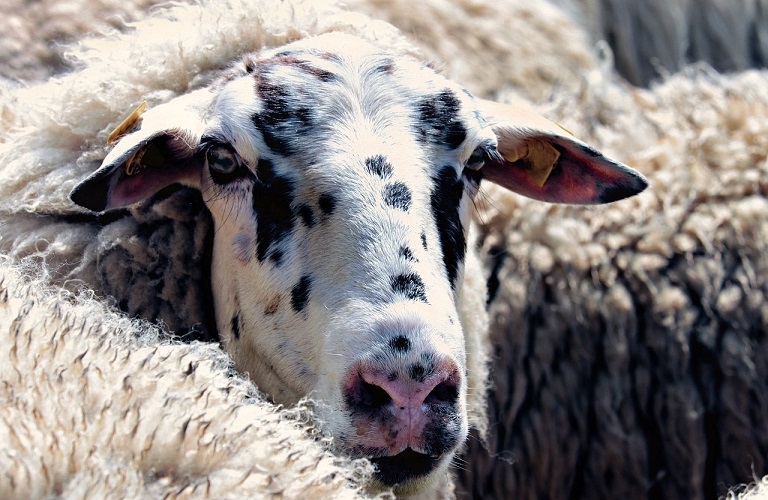 Αιγοπρόβατα - Νέα κρούσματα καταρροϊκού πυρετού – Μέτρα αντιμετώπισης