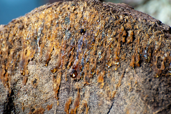 Προχωρά το διευρυμένο πλέγμα στήριξης των ρητινοκαλλιεργητών