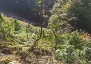 Σέρρες – Καλλιεργούσαν δενδρύλλια κάνναβης σε υψόμετρο 1400 μέτρων