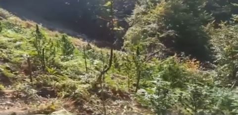 Σέρρες - Καλλιεργούσαν δενδρύλλια κάνναβης σε υψόμετρο 1400 μέτρων