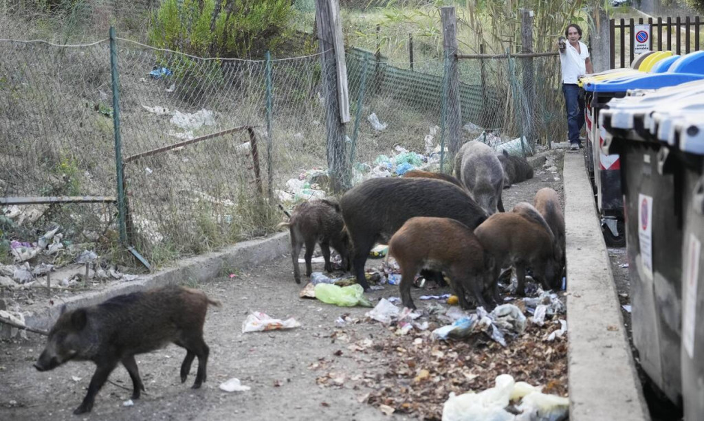 Η Ρώμη γέμισε… όλως τυχαίως αγριογούρουνα μία ημέρα πριν τις δημοτικές εκλογές – Απίστευτες εικόνες