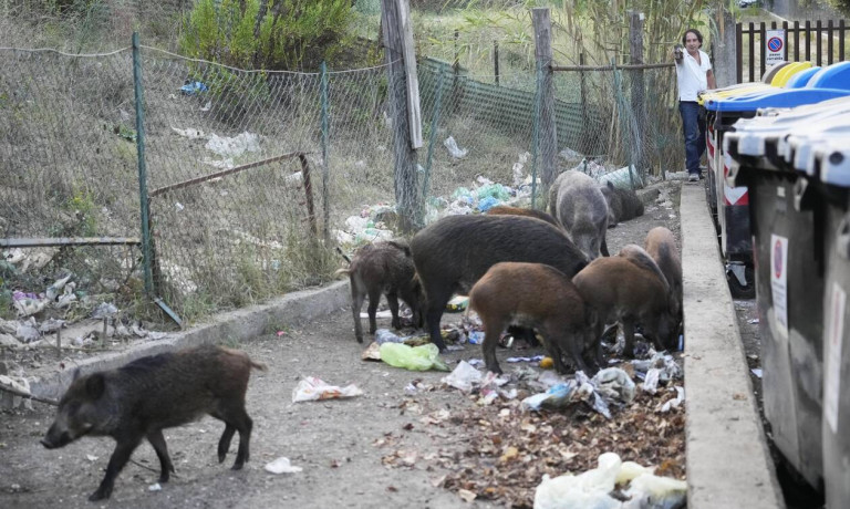 Η Ρώμη γέμισε… όλως τυχαίως αγριογούρουνα μία ημέρα πριν τις δημοτικές εκλογές – Απίστευτες εικόνες