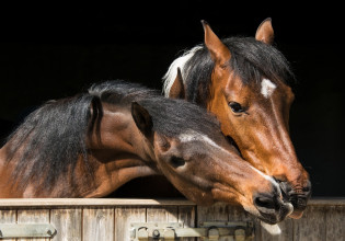 Αυτόχθονες φυλές – Πότε ξεκινά η καταχώριση του αριθμού σήμανσης των ίππων