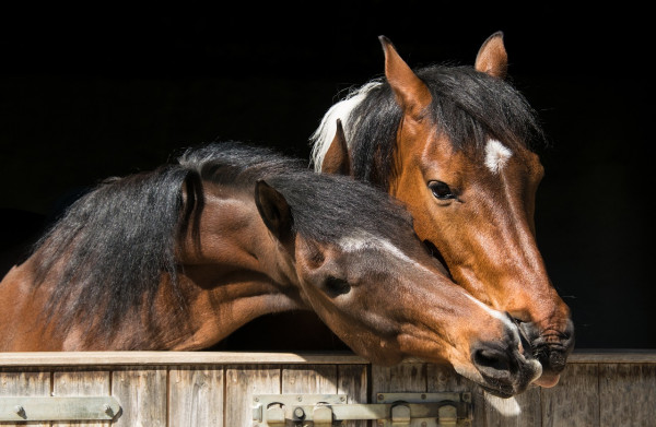 Αυτόχθονες φυλές – Πότε ξεκινά η καταχώριση του αριθμού σήμανσης των ίππων