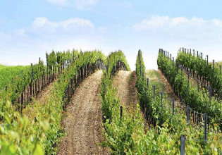 Εγκαταλείπεται ο ελληνικός αμπελώνας – Πού οφείλεται