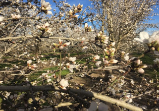 Αμυγδαλιά – Οι εχθροί της εποχής και η καταπολέμηση