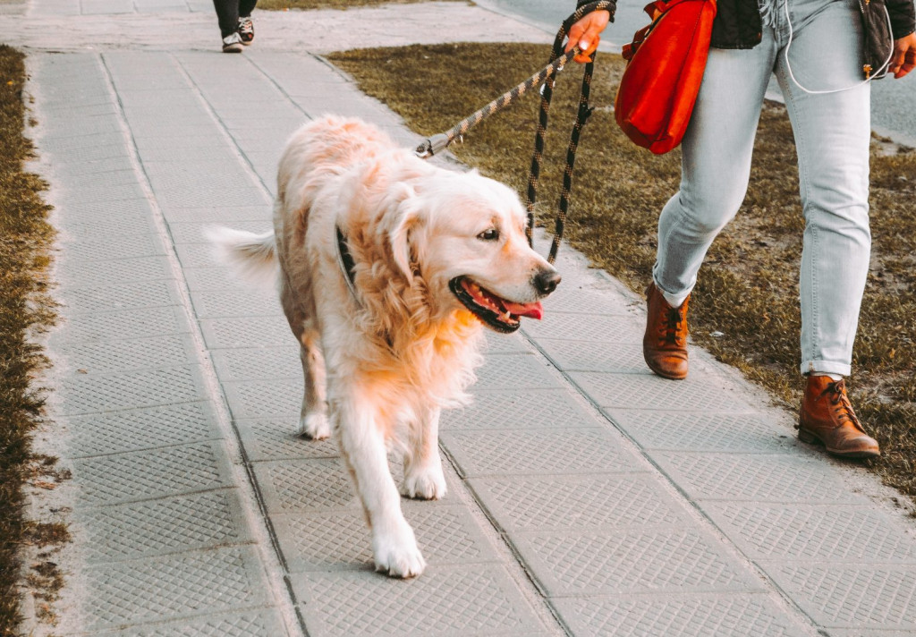 Σκύλος που τραβάει στη βόλτα; – Πέντε tips που θα σου ανακουφίσουν τα χέρια