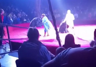 Σοκαριστικό βίντεο με αρκούδα να ορμάει σε έγκυο – Απίστευτος ο τρόπος που αντέδρασε η γυναίκα