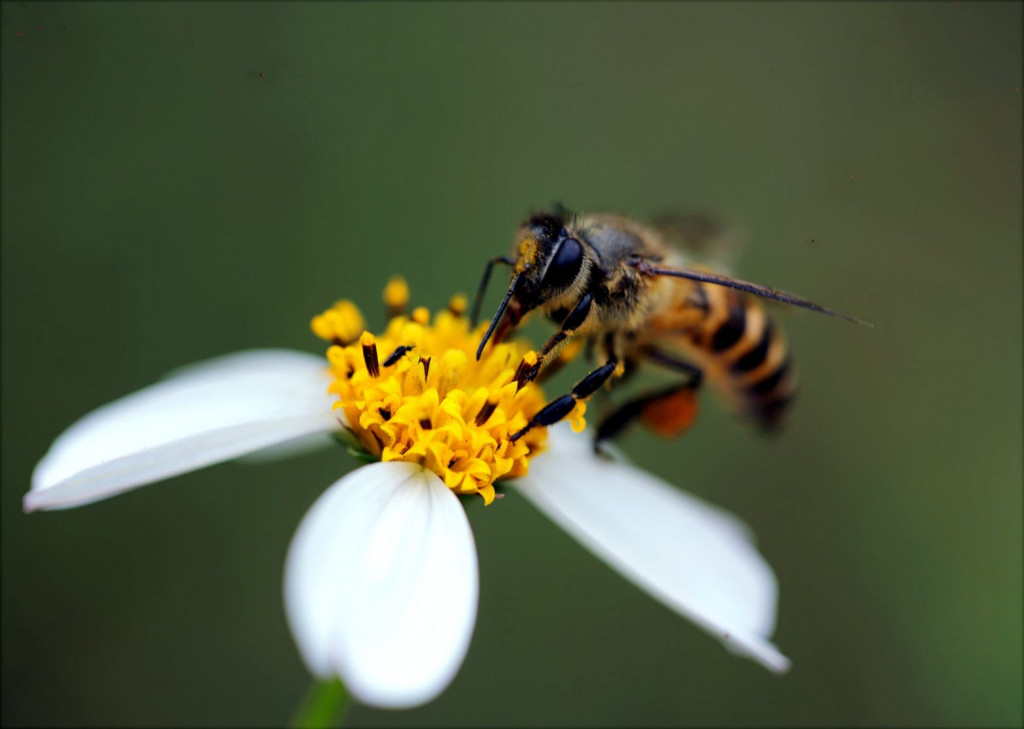 Βόλος – Παραλίγο να πεθάνει από αλλεργικό σοκ μετά από τσίμπημα μέλισσας