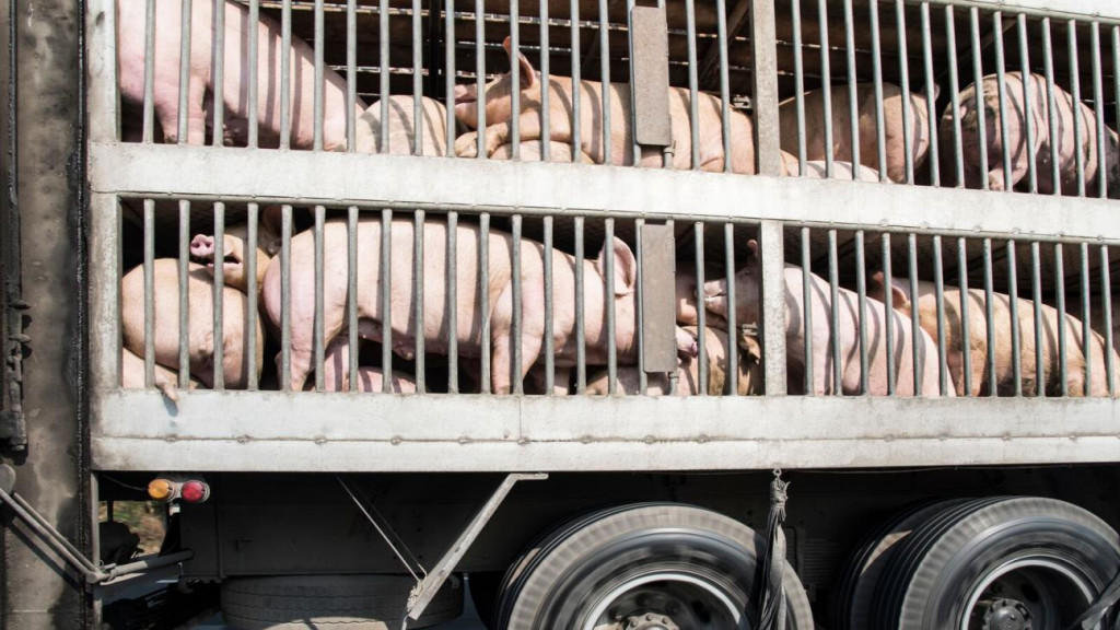 Ποιος είναι ο κίνδυνος μετάδοσης ασθενειών μέσω της μεταφοράς ζώων;