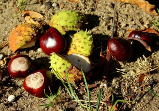Ζημιές στα κάστανα – Πώς θα αποζημιωθούν οι παραγωγοί