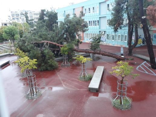 Θεσσαλονίκη – Έπεσε δέντρο σε σχολείο – Λίγο πριν από την προσέλευση των μαθητών