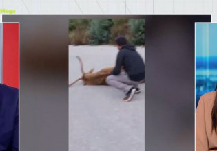 Ελάφι σπάραζε επί τρεις μέρες στη μέση του δρόμου και το δασαρχείο αδιαφορούσε