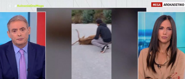 Ελάφι σπάραζε επί τρεις μέρες στη μέση του δρόμου και το δασαρχείο αδιαφορούσε