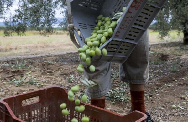 Σωστή συγκομιδή, συντήρηση και μεταφορά του ελαιοκάρπου