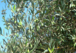 Ελιά – Φθινοπωρινή και χειμωνιάτικη προστασία