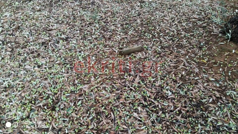 Ηράκλειο – Μεγάλη καταστροφή στα ελαιόδεντρα από το χαλάζι – Τα ράβδισε κυριολεκτικά