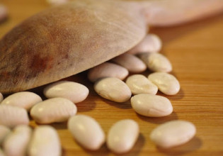 Ελληνικές ποικιλίες φασολιών – Τα ιδιαίτερα χαρακτηριστικά τους