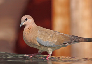 Ανακαλύφτηκε στη Λέσβο το φοινικοτρύγονο, νέο για την Ελλάδα αναπαραγόμενο είδος πουλιού