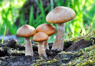 Τρεις δεκαετίες μετά το Τσερνόμπιλ, τα μανιτάρια στη Γερμανία παραμένουν ραδιενεργά