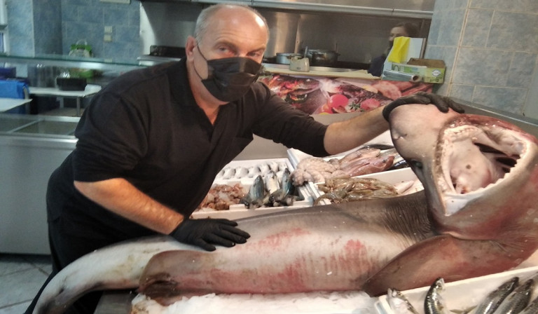 Λάρισα – Γαλέος γίγας πουλήθηκε από ιχθυοπωλείο – Τρομάζει το μέγεθός του