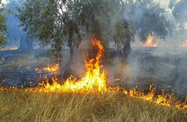 Έρχονται οι αποζημιώσεις στους πληγέντες από τις πυρκαγιές αγρότες