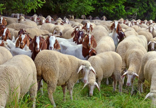 Κρούσματα καταρροϊκού πυρετού στην Ηλεία – Τα μέτρα περιορισμού