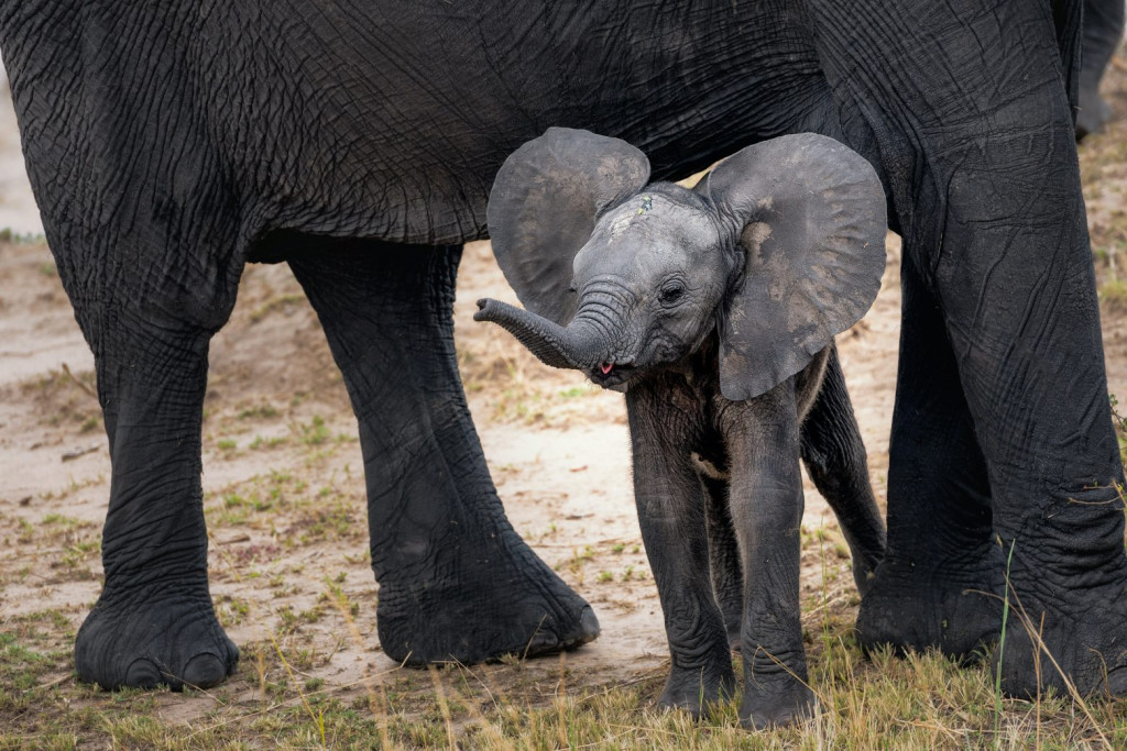 Η καρδιά της μάνας – Μαμά ελεφαντίνα σκοτώνει κροκόδειλο για να προστατέψει το μικρό της