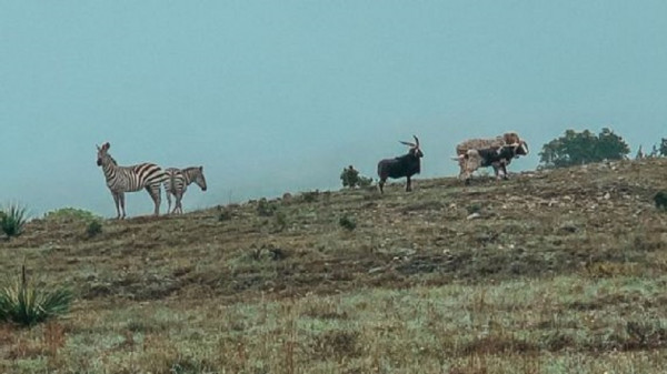 Εκδρομή για τους Μπακς στο ράντζο του Τζορτζ Χιλ