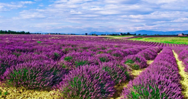 Τα φαρμακευτικά φυτά Ολύμπου επεκτείνονται σε νέες αγορές