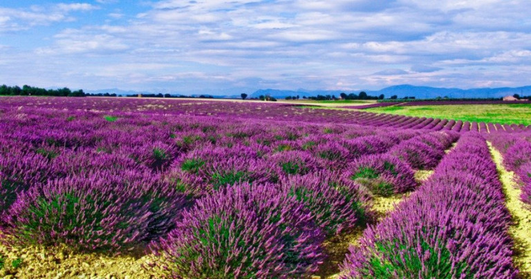 Τα φαρμακευτικά φυτά Ολύμπου επεκτείνονται σε νέες αγορές