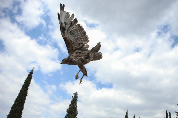 ΦΕΚ – Μπέρδεψαν την ιερακοθηρία με την… προικοθηρία