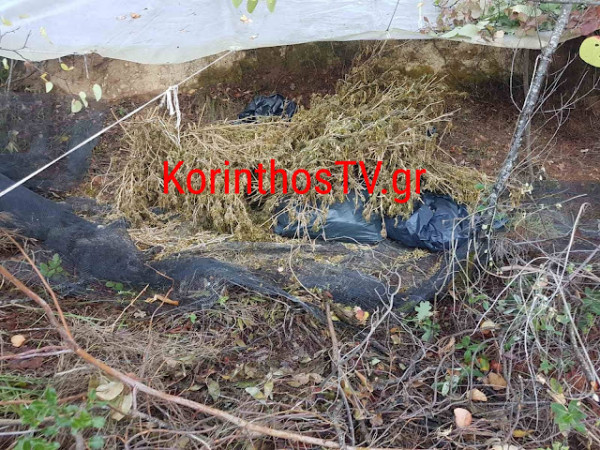 Κόρινθος – Συνελήφθησαν δύο άτομα με περισσότερα από 22 κιλά κάνναβης